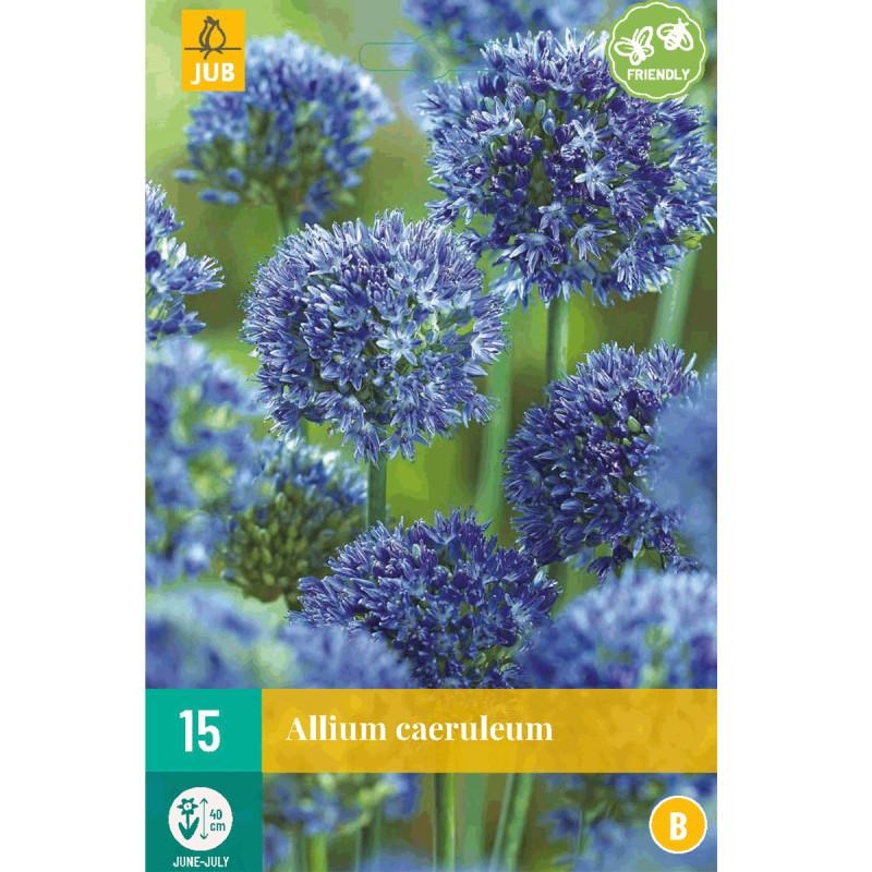 15 bulbes Alliums Caeruleum