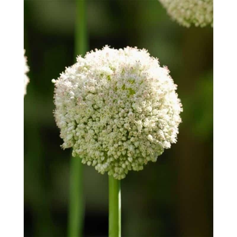 10 Alliums White Cloud : Les variétés les plus populaires