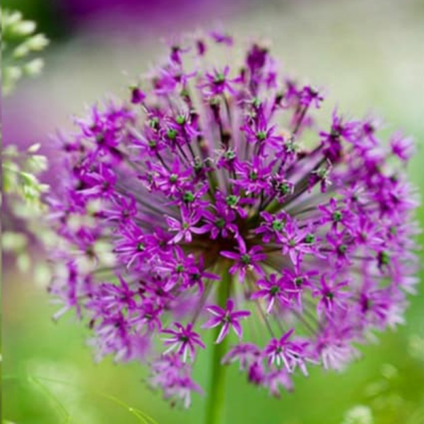 5 Alliums Purple Sensation