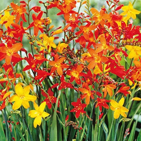 20 bulbes Crocosmia mix