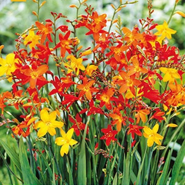 MELANGE DE 50 CROCOSMIA