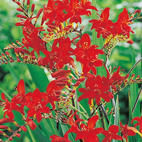 25 bulbes crocosmia lucifer 70cm de hauteur