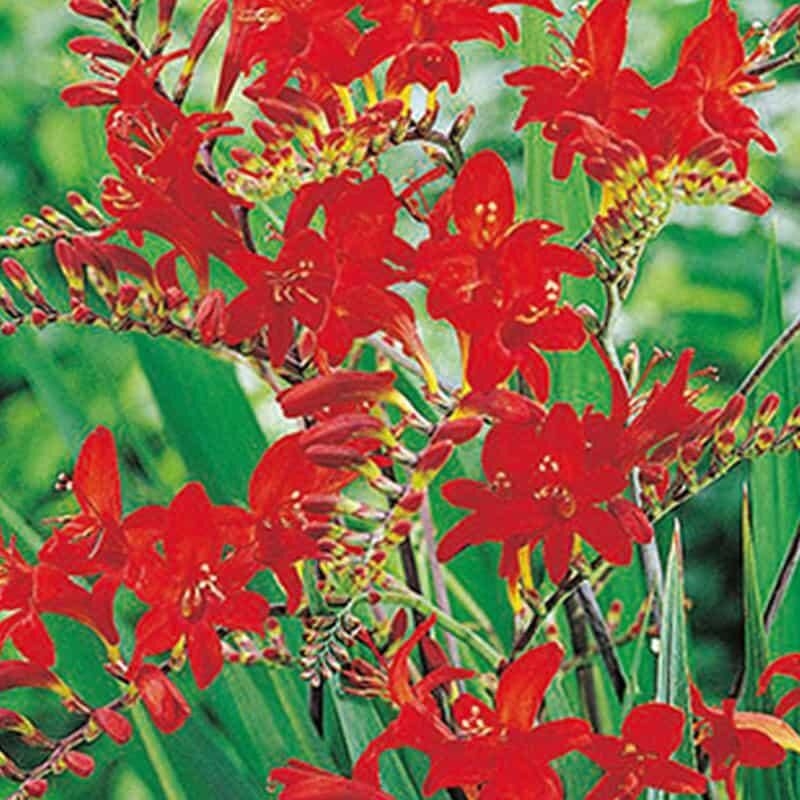 10 bulbes crocosmia lucifer