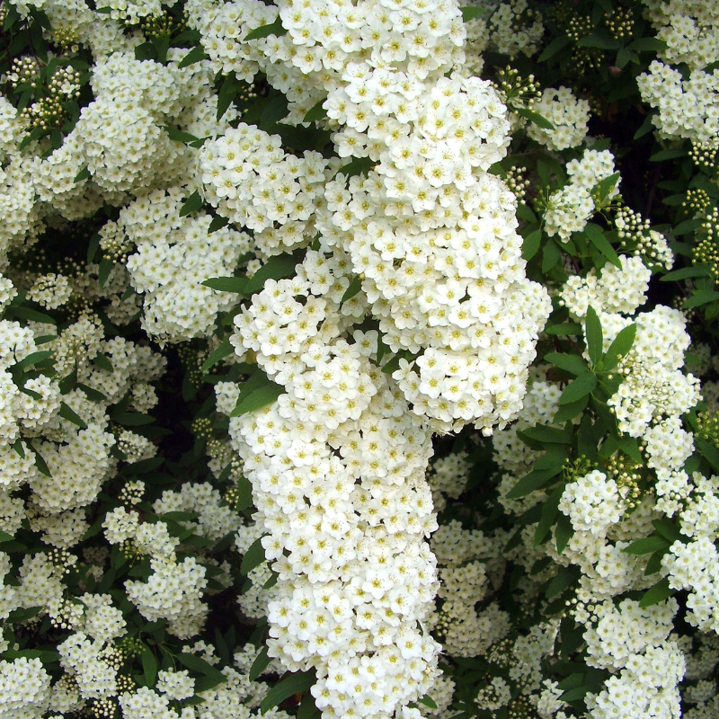 Spirée arguta - Spiraea arguta Pot 3L