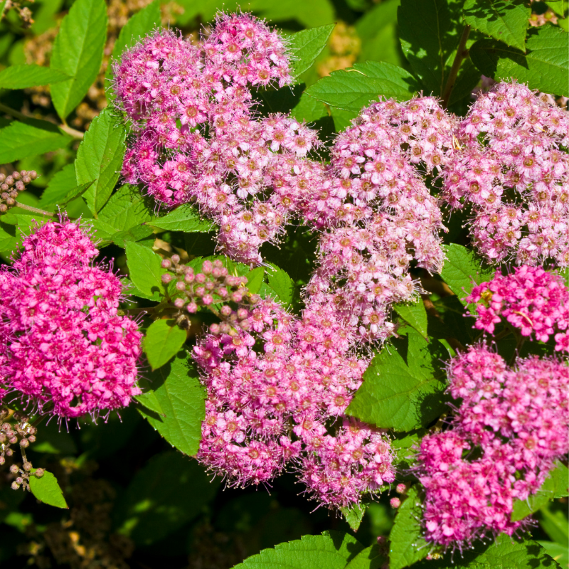 Spirée japonica sparkling carpet - Spiraea japonica sparkling carpet Pot 3L