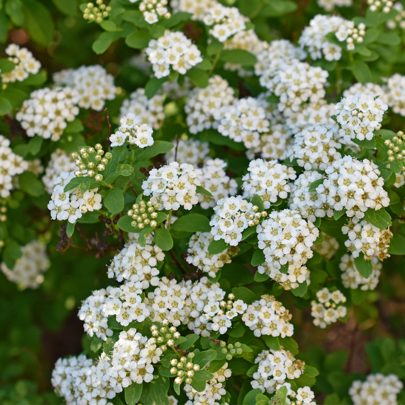 Spirée vanhouttei - Spiraea vanhouttei Pot 3L