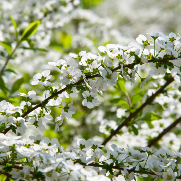 Spirée thunbergii - Spiraea thunbergii Pot 3L