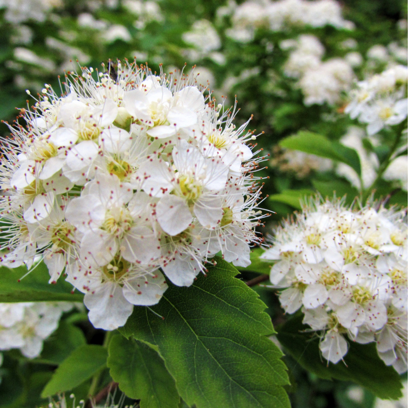 Spirée nipponica snowmound - Spiraea nipponica snowmound Pot 3L