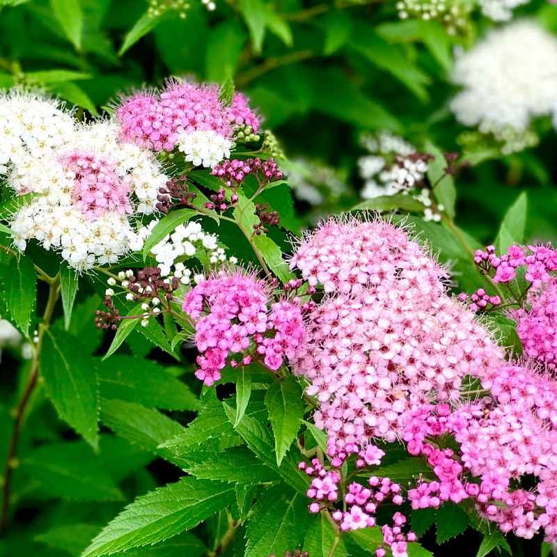 Spirée japonica shirobana - Spiraea japonica shirobana Pot 3L