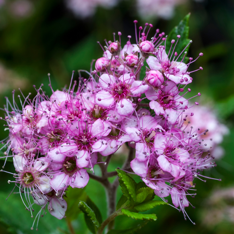 Spirée japonica little princess - Spiraea japonica little princess Pot 3L