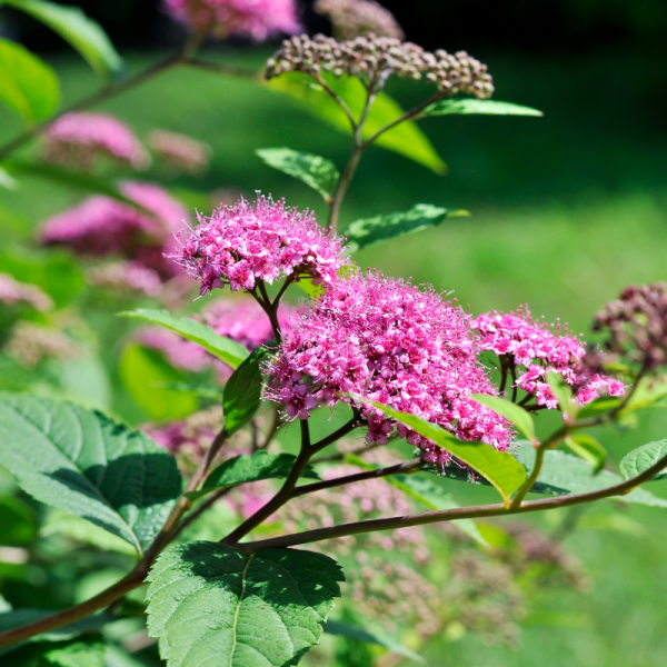 Spirée japonica goldflame - Spiraea japonica goldflame Pot 3L