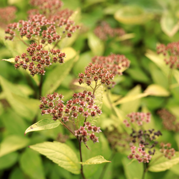 Spirée japonica goldmound - Spiraea japonica goldmound Pot 3L