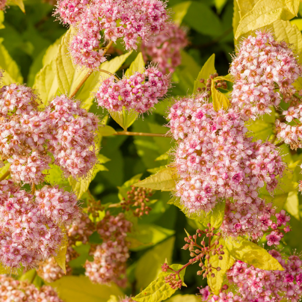 Spirée japonica golden princess - Spiraea japonica golden princess Pot 3L