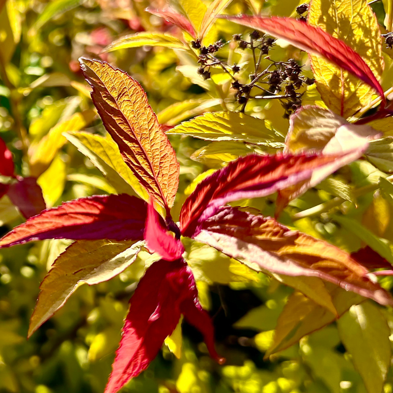 Spirée japonica firelight - Spiraea japonica firelight Pot 3L