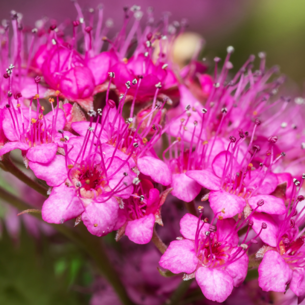 Spirée japonica crispa - Spiraea japonica crispa Pot 3L