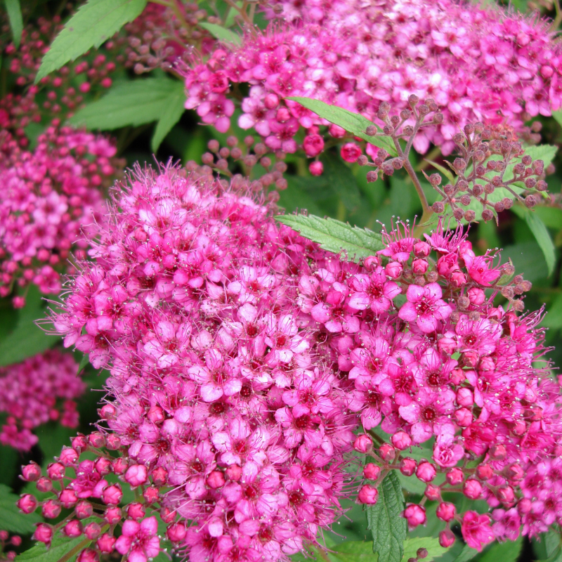 Spirée japonica anthony waterer - Spiraea japonica anthony waterer Pot 3L