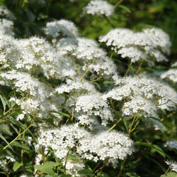 Spirée japonica albiflora - Spiraea japonica albiflora Pot 3L