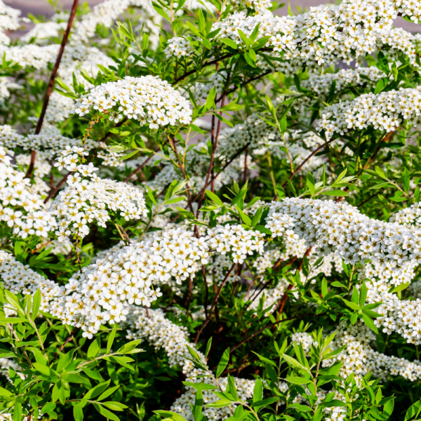 Spirée cinerea grefsheim - Spiraea cinerea grefsheim Pot 3L