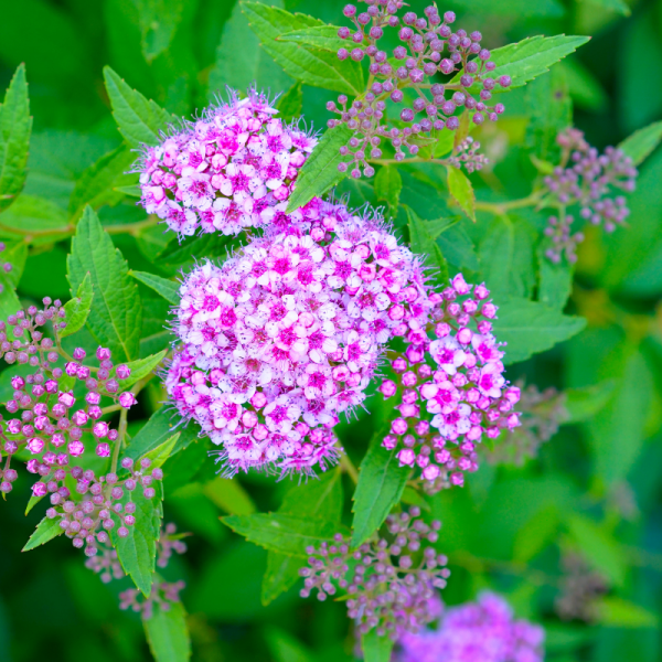 Spirée billiardii - Spiraea billiardii Pot 3L