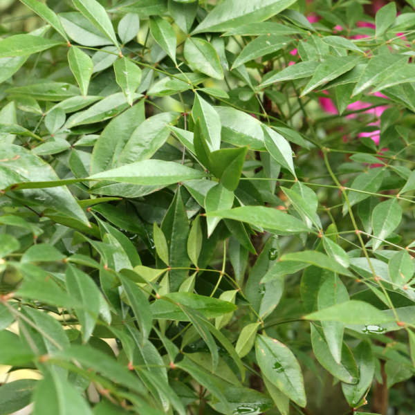 Nandina domestica twilight - Nandina domestica twilight Pot 21cm