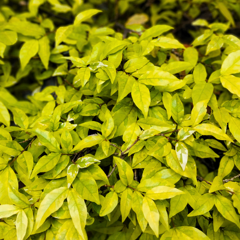 Nandina domestica lemon and lime - Nandina domestica lemon and lime Pot 21cm