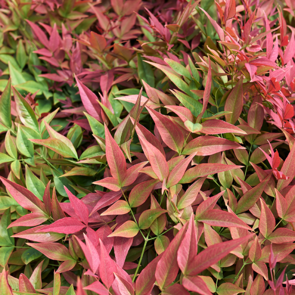 Nandina obsessed - Nandina obsessed Pot 3L