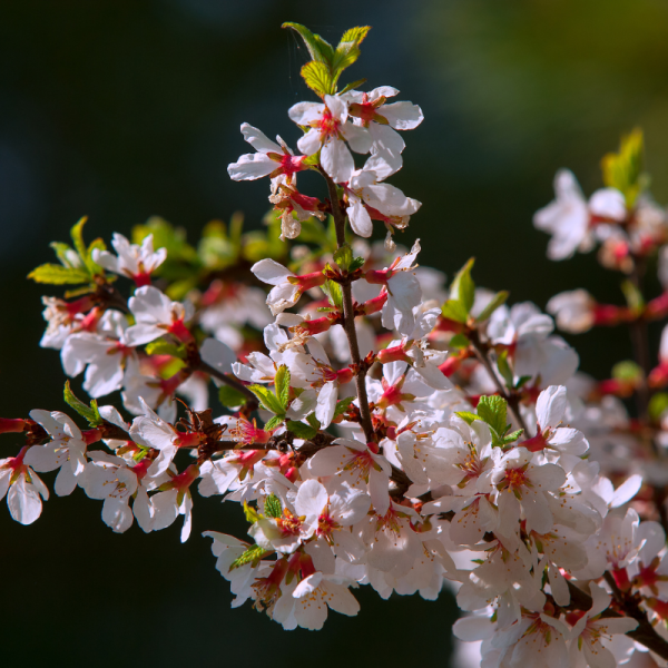 Laurier-cerise tomentosa - Prunus tomentosa Pot 3L