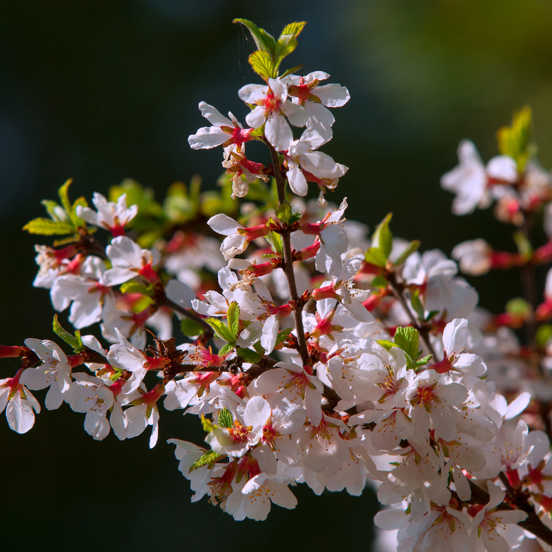 Laurier-cerise tomentosa - Prunus tomentosa Pot 3L