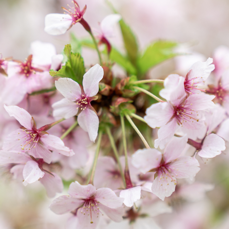 Laurier-cerise nipponica brillant - Prunus nipponica brillant Pot 2L