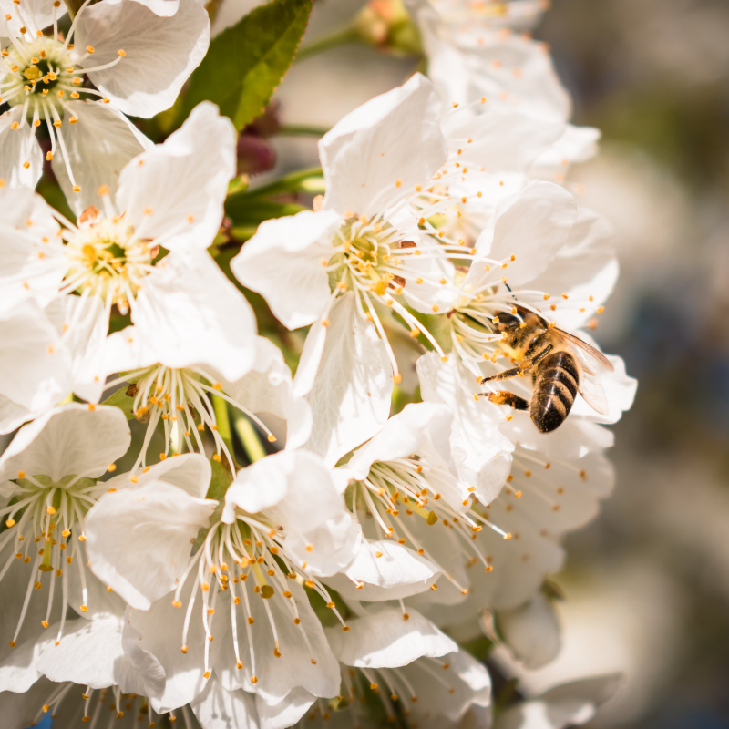 Laurier-cerise incisa kojou-no-mai - Prunus incisa kojou-no-mai Pot 3L