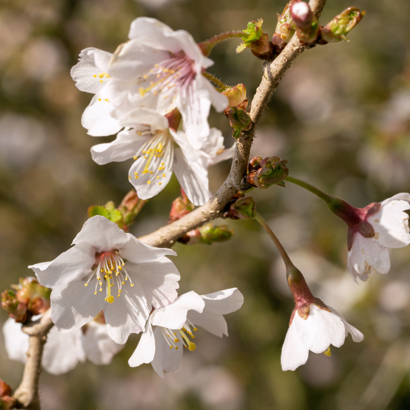 Laurier-cerise incisa yamadei - Prunus incisa yamadei Pot 2L