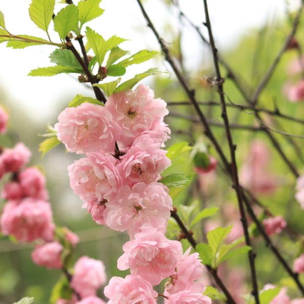 Laurier-cerise gl sinensis - Prunus gl sinensis Pot 3L