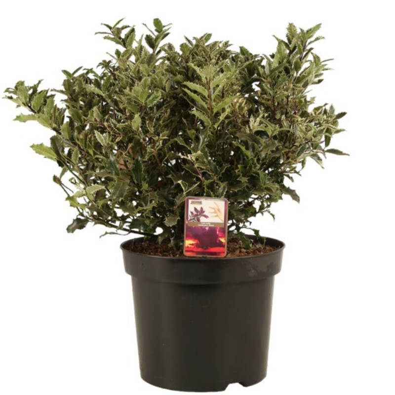 Houx ingramii sense - Ilex ingramii sense Pot 38cm