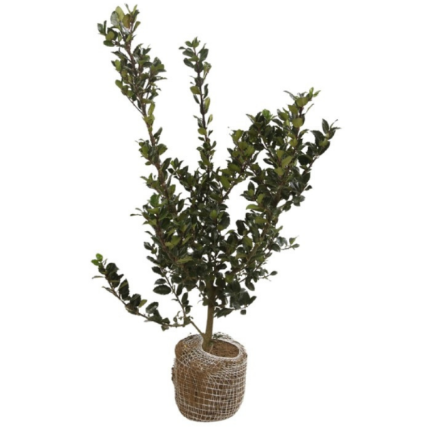 Houx meserveae blue prince - Ilex meserveae blue prince 80cm