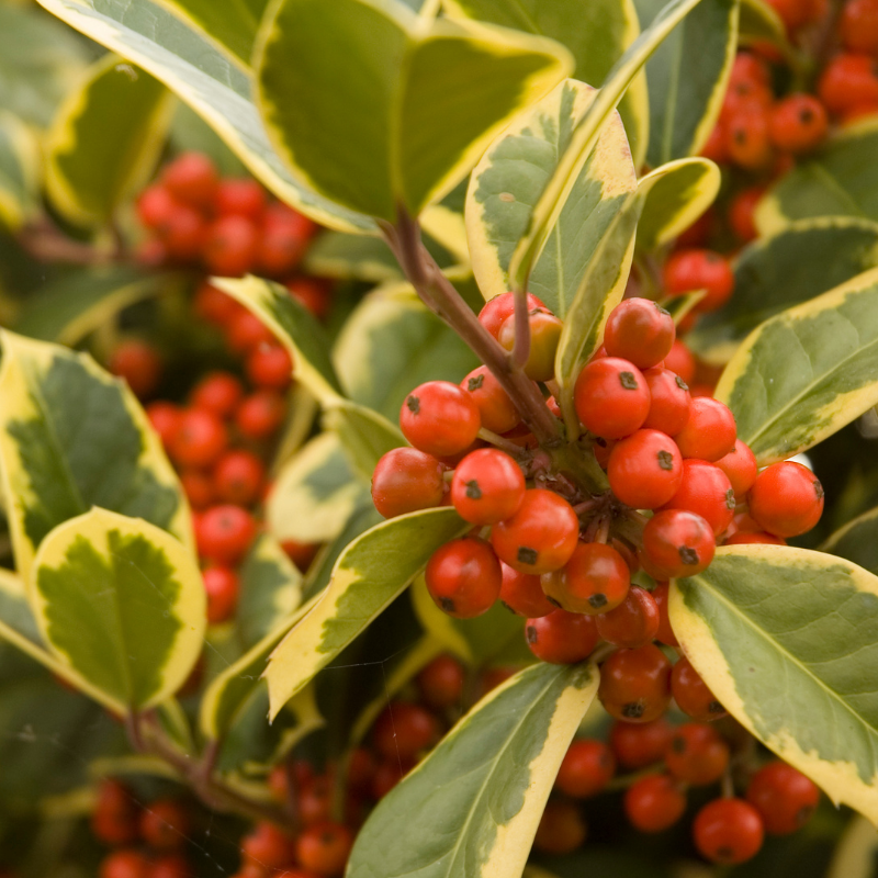 Houx altaclerensis golden king - Ilex altaclerensis golden king 40cm