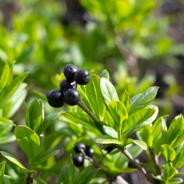 Houx crenata fastigiata - Ilex crenata fastigiata 40cm