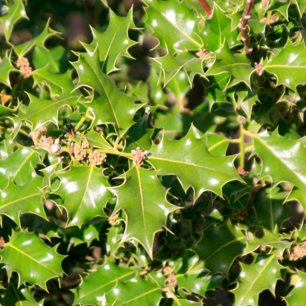 Houx heckenstar - Ilex heckenstar 40cm