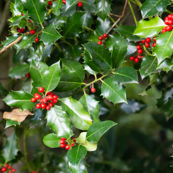 Houx heckenfee - Ilex heckenfee 40cm