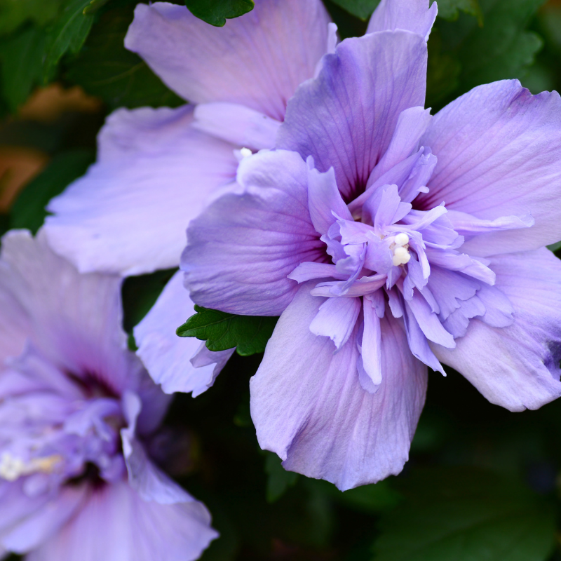 Hibiscus de Syrie Blue Chiffon - Hibiscus syriacus blue chiffon Pot 3L