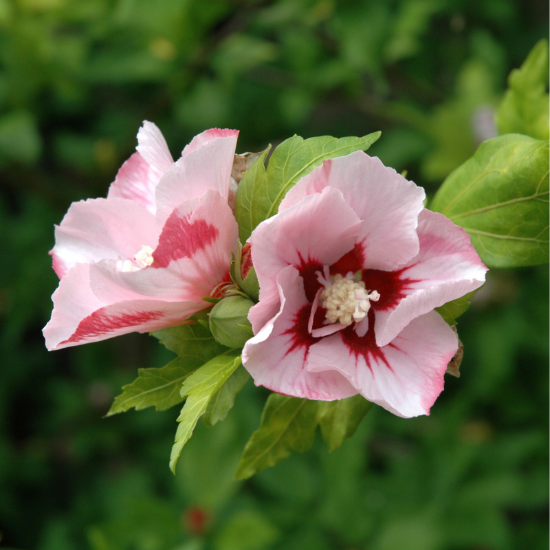 Hibiscus de Syrie Hamabo - Hibiscus syriacus hamabo Pot 3L