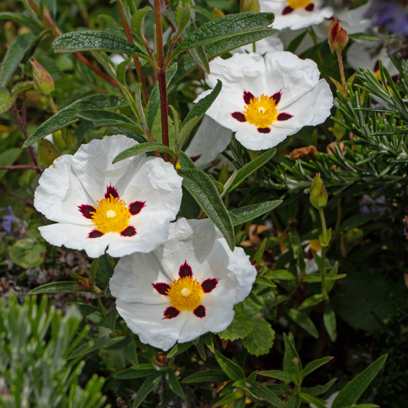 Mauve en arbre - Hibiscus syriacus red heart Pot 3L