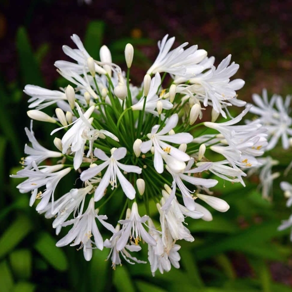 Agapanthe 'Kilmurry White'