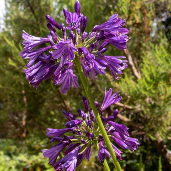 Agapanthe 'Poppin Purple'