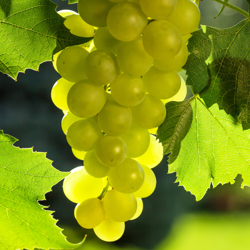 Pied de vigne blanc Bianca Pot de 2L