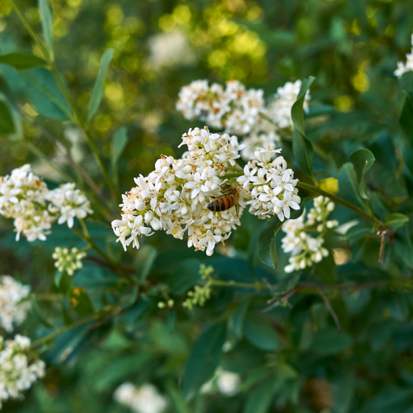 Troène commun - Ligustrum vulgare 90cm Racines nues