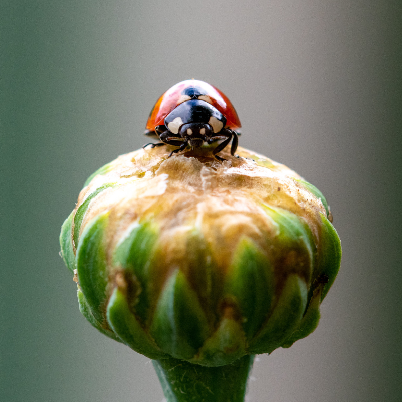 BULBES DE FLEURS POUR INSECTES