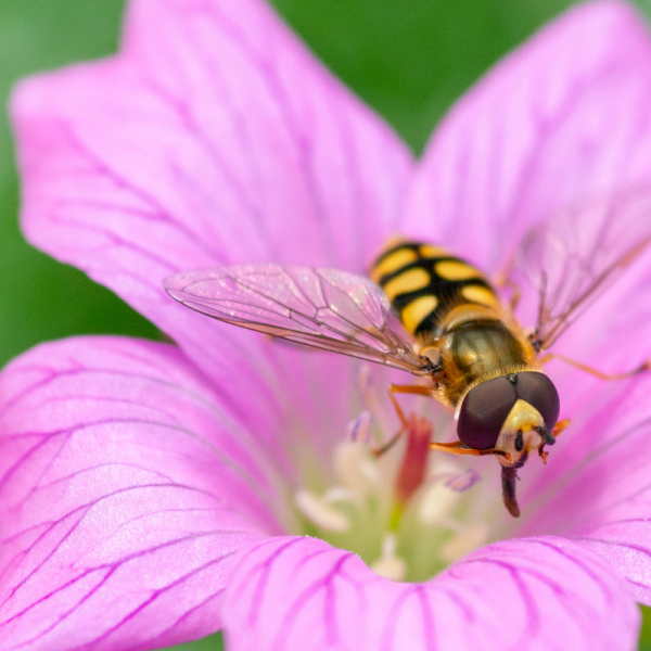 Caisse de 60 Bulbes de fleurs abeilles