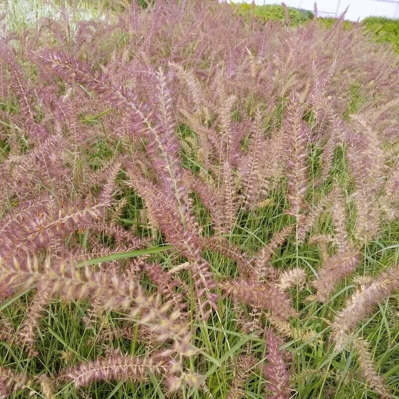 Herbe aux écouvillons fin au coloris rose - Vente Pennisetum orientalis 'Flamingo'