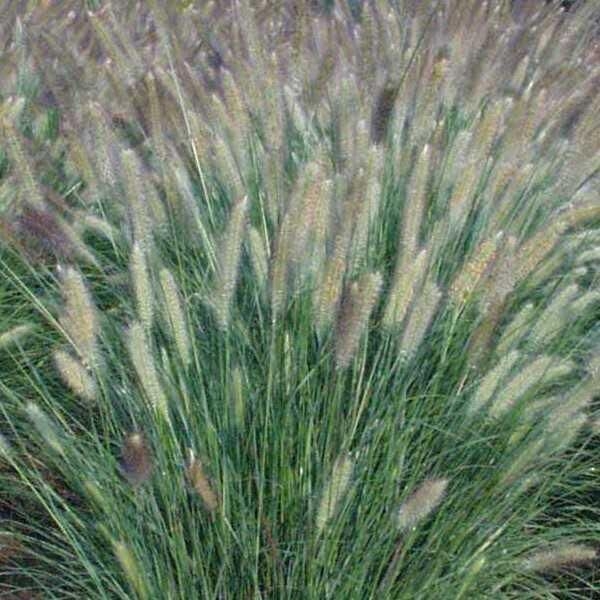 Pennisetum alopecuroides 'Japonicum' - Vente Herbe aux écouvillons du Japon