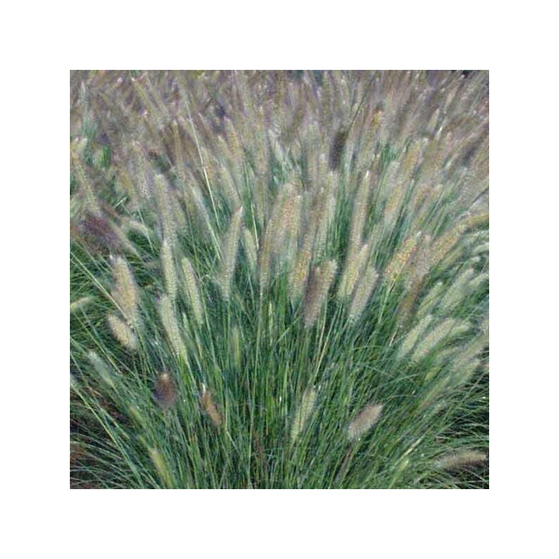 Pennisetum alopecuroides 'Japonicum' - Vente Herbe aux écouvillons du Japon